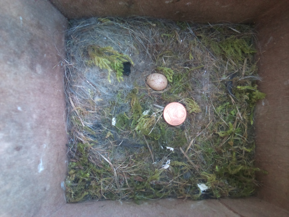 Het vogelhuisje-nestje van de pimpelmezen in onze tuin @ 27-05-2012